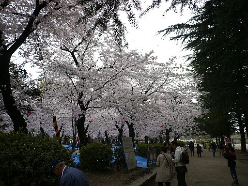 鶴舞公園・桜2016年4月1日撮影。